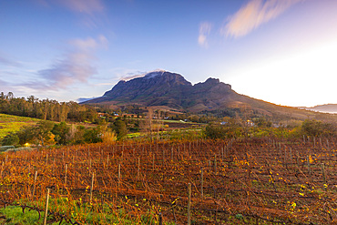 Alluvia Vineyard at sunrise, Stellenbosch, Western Cape Province, South Africa, Africa