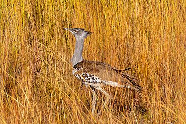 Kori Bustard, Pilanesberg National Park, North West Province, South Africa, Africa