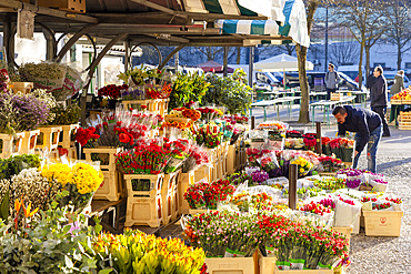 The Flower Market in Central Market, Ljubljana, Slovenia, Eastern Europe