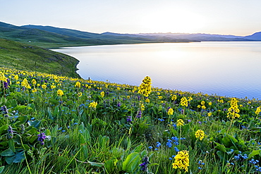 Wild flowers, Song Kol Lake, Naryn province, Kyrgyzstan, Central Asia, Asia