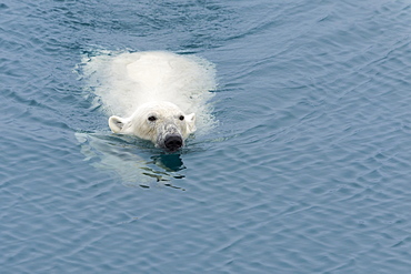 Polar Bear (Ursus maritimus) swimming, Svalbard Archipelago, Arctic, Norway, Europe