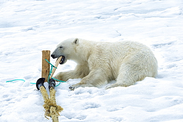 Polar Bear (Ursus maritimus) inspecting and chewing on the pole of an expedition ship, Svalbard Archipelago, Arctic, Norway, Europe