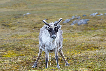 Svalbard Reindeer (Rangifer tarandus platyrhynchus) in the tundra, Spitsbergen Island, Svalbard archipelago, Arctic, Norway, Europe