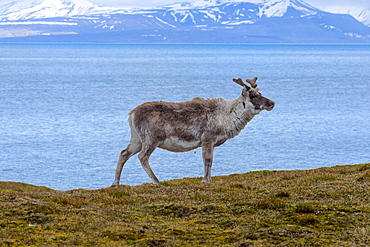 Svalbard Reindeer (Rangifer tarandus platyrhynchus) in the tundra, Spitsbergen Island, Svalbard archipelago, Arctic, Norway, Europe