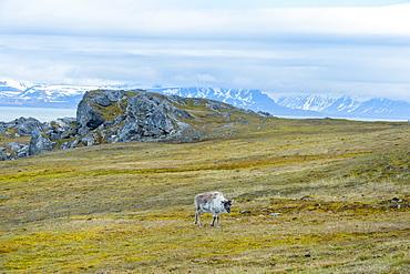 Svalbard Reindeer (Rangifer tarandus platyrhynchus) in the tundra, Spitsbergen Island, Svalbard archipelago, Arctic, Norway, Europe