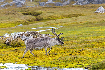 Svalbard Reindeer (Rangifer tarandus platyrhynchus) in the tundra, Spitsbergen Island, Svalbard archipelago, Arctic, Norway, Europe