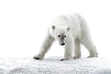 Polar bear walking on glacier in Bjornsundet, Spitsbergen, Norway, Europe