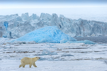 Polar bear on pack ice in Bjornsundet, Spitsbergen, Norway, Europe