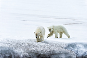 Two polar bears walking on glacier in Bjornsundet, Spitsbergen, Norway, Europe