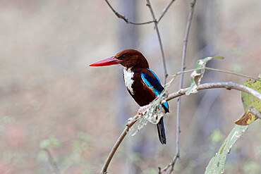 White-Throated Kingfisher (Halcyon smyrnensis smyrnensis), Ranthambhore National Park, Rajasthan, India, Asia