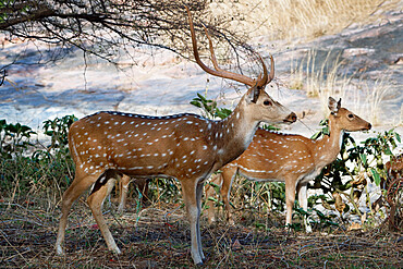 Chital deer (Spotted deer) (Axis axis), Ranthambhore National Park, Rajasthan, India, Asia