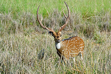 Chital deer (Spotted deer) (Axis axis), Kanha National Park and Tiger Reserve, Madhya Pradesh, India, Asia