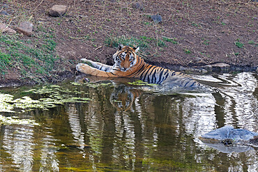 Female Bengal tiger (Panthera tigris tigris) refreshing in the water, Ranthambhore National Park, Rajasthan, India, Asia