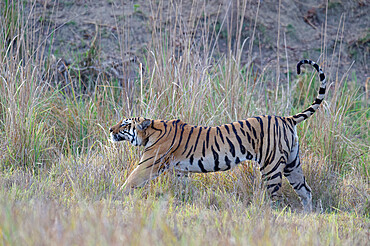 Young male Bengal tiger (Panthera tigris tigris) stretching, Ranthambhore National Park, Rajasthan, India, Asia