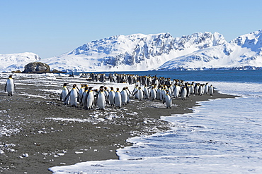 King Penguins (Aptenodytes patagonicus) preparing to enter the water, Salisbury Plain, South Georgia Island, Antarctic, Polar Regions