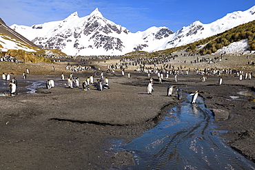 King Penguins (Aptenodytes patagonicus) crossing a stream, Right Whale Bay, South Georgia Island, Antarctic, Polar Regions