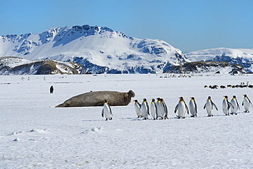 Southern Elephant seal (Mirounga leonina), King Penguins (Aptenodytes patagonicus) on snow, Salisbury Plain, South Georgia Island, Antarctic, Polar Regions