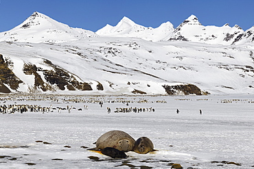 Southern Elephant seal (Mirounga leonina) female and pup on snow, King penguins behind, Salisbury Plains, South Georgia Island, Antarctic, Polar Regions