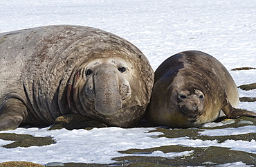 Male Southern Elephant seal (Mirounga leonina) with female on snow, Salisbury Plain, South Georgia Island, Antarctic, Polar Regions