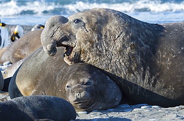 Growling male Southern Elephant seal (Mirounga leonina), Salisbury Plains, South Georgia Island, Antarctic, Polar Regions