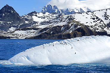 Gentoo penguins (Pygoscelis papua) on a floating iceberg, Drygalski Fjord, South Georgia and the Sandwich Islands, Antarctica, Polar Regions