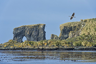 Undine Harbour, South Georgia, South Georgia and the Sandwich Islands, Antarctica, Polar Regions