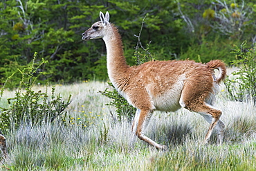 Running Guanaco (Lama guanicoe), Patagonia National Park, Chacabuco Valley, Aysen Region, Patagonia, Chile, South America