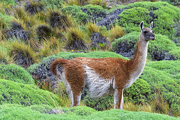 Guanaco (Lama guanicoe), Patagonia National Park, Chacabuco Valley, Aysen Region, Patagonia, Chile, South America