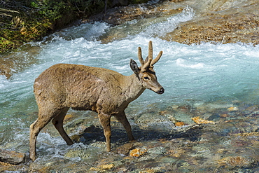 Male South Andean Deer (Hippocamelus bisulcus) crossing a river, Aysen Region, Patagonia, Chile, South America