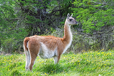 Guanaco (Lama guanicoe), Patagonia National Park, Chacabuco Valley, Aysen Region, Patagonia, Chile, South America