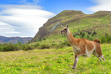 Running Guanaco (Lama guanicoe), Patagonia National Park, Chacabuco Valley, Aysen Region, Patagonia, Chile, South America