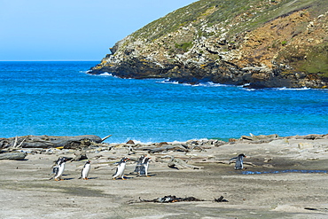 Gentoo penguins (Pygoscelis papua) crossing a stream, Grave Cove, West Falkland Island, Falkland Islands, South America