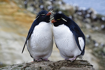 Couple of Southern Rockhopper penguins (Eudyptes chrysocome), New Island, Falkland Islands, British Overseas Territory, South America