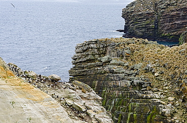 Southern Rockhopper penguin rookery (Eudyptes chrysocome), New Island, Falkland Islands, British Overseas Territory, South America