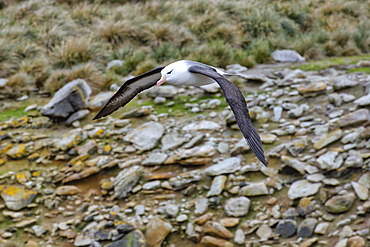 Black-browed Albatross (Thalassarche melanophris) in flight, New Island, Falkland Islands, British Overseas Territory, South America