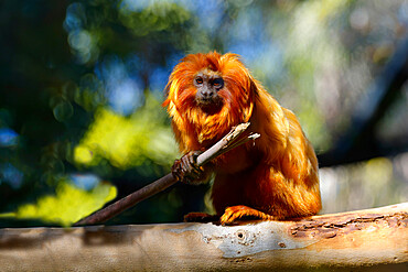 Golden Lion Tamarin (Leontopithecus rosalia), Brazilian Atlantic Coast Forest, Brazil, South America