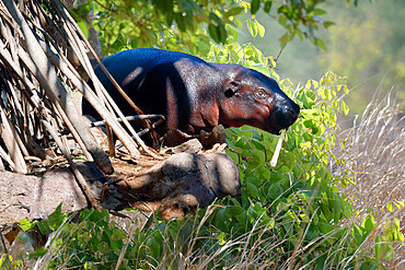 Pygmy hippopotamus (Choeropsis liberiensis), Ivory Coast, West Africa, Africa