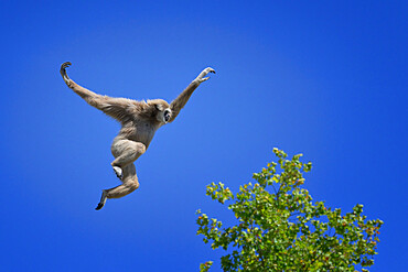 Jumping lar gibbon (white-handed gibbon) (Hylobates lar), Malaysia, Southeast Asia, Asia