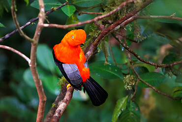 Male Andean cock-of-the-rock (Rupicola peruviana), Manu National Park cloud forest, Peruvian national bird, Peru, South America