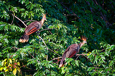 Couple of Hoatzin or Andean Coot (Opisthocomus hoazin), Manu National Park cloud forest, Peru