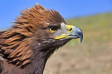 Portrait of a Golden Eagle (Aquila chrysaetos), Song kol lake, Naryn region, Kyrgyzstan