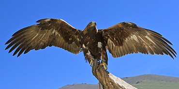 Golden Eagle (Aquila chrysaetos) with open wings, Song kol lake, Naryn region, Kyrgyzstan