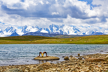 Dream Lake and Marco Polo Agali skull, Kakshaal Too mountains, Tian Shan at the Chinese border, Naryn Region, Kyrgyzstan, Central Asia, Asia