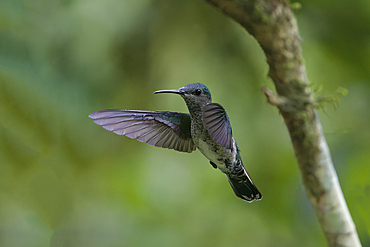 Female white necked Jacobin (Florisuga Mellivora), a type of hummingbird, in flight, Manu National Park cloud forest, Peru, South America