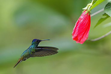 Golden-tailed Sapphire (Chrysuronia oenone) hummingbird in flight, Manu National Park, Peruvian Amazon Cloud Forest, Peru, South America