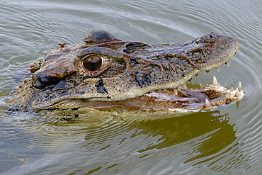 Black caiman (Melanosuchus niger) swimming in the Madre de Dios River, Manu National Park, Peruvian Amazon, Peru, South America