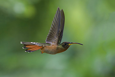 Rufous-breasted Hermit (Glaucis hirsutus), a type of hummingbird, in flight, Manu National Park, Peruvian Amazon Cloud Forest, Peru, South America