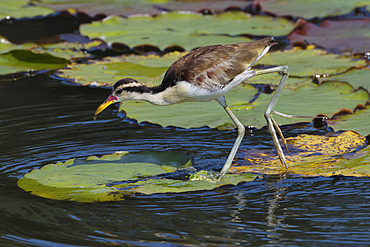 Juvenile Wattled Jacana (Jacana jacana) walking on waterlilies leaves, Manu National Park, Peruvian Amazon, Peru, South America