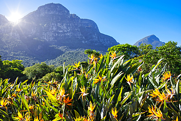 View of Kirstenbosch Botanical Garden, Cape Town, South Africa, Africa