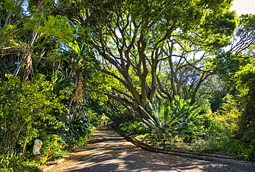 View of Kirstenbosch Botanical Garden, Cape Town, South Africa, Africa